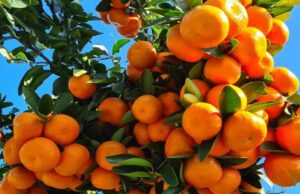 Citrus Seizure Sharpens Botswana’s Push for Local Produce