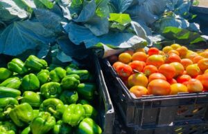Eastfort Turns Pandamatenga’s Rain-Fed Fields Into a Horticulture Hub