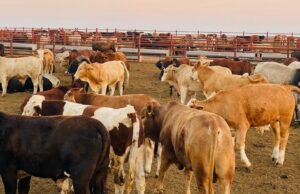 Rangeland Pressure Forces New Approach to Botswana’s Livestock Economy