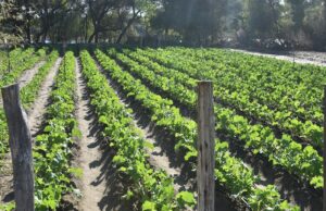 Recasting Agricultural Finance Around a Commercial Ecosystem
