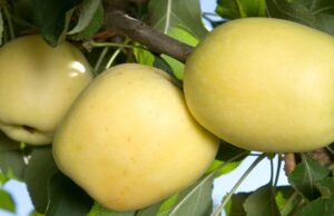 Botswana optimistic about local apple production