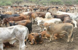 Buying in livestock: do your research to prevent problems