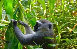 Outcry over increasing cases of wildlife attacks on Botswana farms