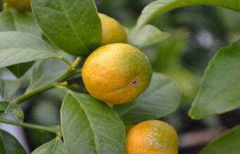 Botswana target China, the US and Europe with its citrus project