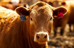 Botswana Cattle: Booming Exports Mask Underlying Challenges in Traditional Industry