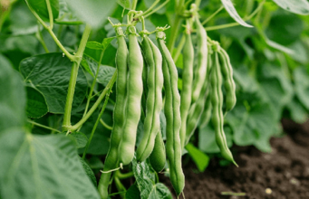 ‘Diverse’ agriculture benefits people and the environment at the same time