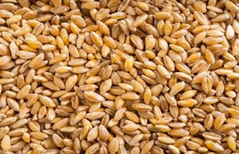 Fortified Whole Grains: A New Frontier in Global Nutrition