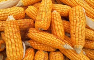 Botswana’s Maize Ban Sparks Trade Tensions with South Africa