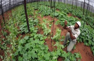 Botswana Prioritizes Adaptation in New Climate Plan
