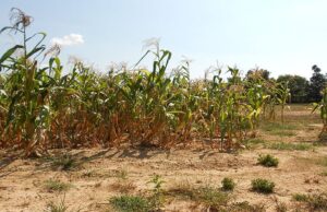 Southern Africa Pledges Energy Overhaul Amid Climate Concerns