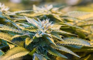Botswana Eyes Cannabis Cultivation for Medical and Economic Growth