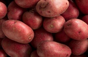 Potatoes: a quest for innovation – Update