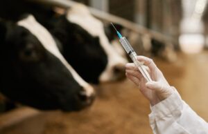 Botswana Vaccine Institute Steps Up to Tackle Foot-and-Mouth Threat, Forges Direct Ties with Zim Dairy Farmers