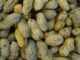 Discovery offers hope against stem rot
