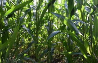 Study Reveals Economic Hurdles to Climate Farming in Botswana