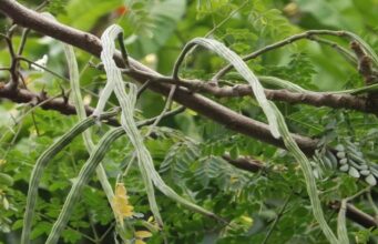 Minister Backs Moringa Drive as Export Milestone Nears