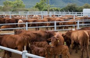 Profit-First Genetics Reshape SA Beef Farming Debate