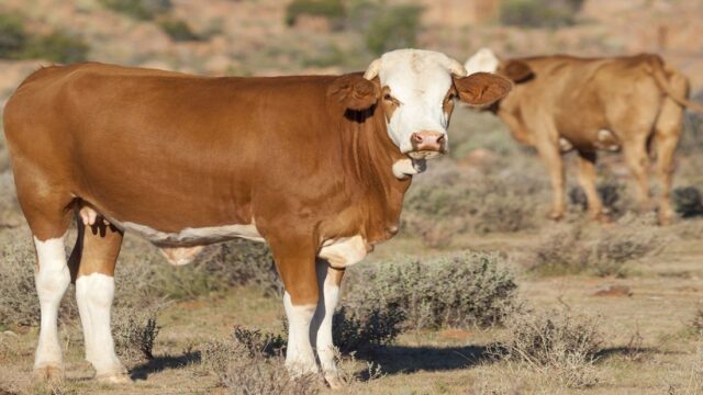 Agriculture minister warns farmers to stay alert against FMD