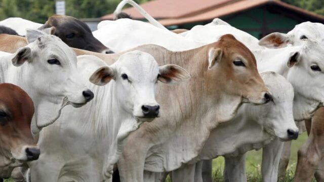 Botswana's FMD Battle Gets Parliamentary Muscle