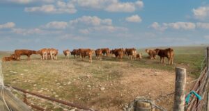 South Africa, Botswana Forge Biosecurity Pact to Combat Foot-and-Mouth Disease, Trade Friction – Updated
