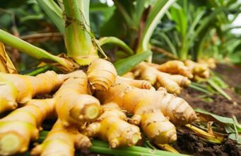 A Tonota Family Builds Sustainable Livelihoods Through Turmeric Farming