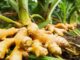 A Tonota Family Builds Sustainable Livelihoods Through Turmeric Farming