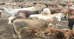 Botswana Targets Cattle Boom with New Green Fodder Strategy