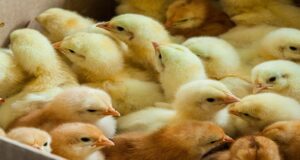 Diamonds to Day-Old Chicks: Botswana Bets Close to P1 Billion on Poultry Revolution