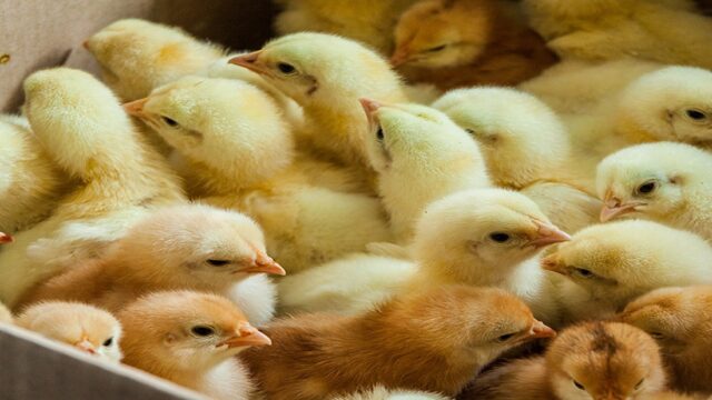 Diamonds to Day-Old Chicks Botswana Bets Close to P1 Billion on Poultry Revolution