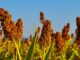 India–Africa Cooperation in Agriculture, Millets & Food Security