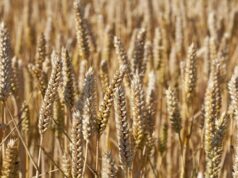 After Years of Good Rain, SA Farmers Face El Niño From a Position of Strength