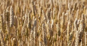 After Years of Good Rain, SA Farmers Face El Niño From a Position of Strength