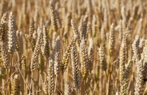 After Years of Good Rain, SA Farmers Face El Niño From a Position of Strength
