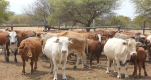 Bloc Steps Up Animal Disease Response