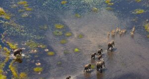 Botswana Documentary Shifts Focus From Okavango Wildlife to Local Communities
