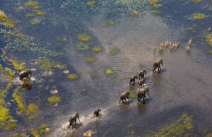 Botswana Documentary Shifts Focus From Okavango Wildlife to Local Communities