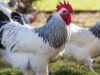 Poultry’s Quiet Takeover of the Global Plate