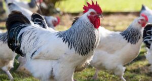 Poultry’s Quiet Takeover of the Global Plate