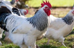 Poultry’s Quiet Takeover of the Global Plate