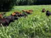 Walking with the Herd – Why Africa Must Rethink Its Oldest Economy