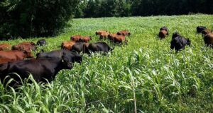 Walking with the Herd – Why Africa Must Rethink Its Oldest Economy
