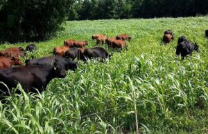 Walking with the Herd – Why Africa Must Rethink Its Oldest Economy