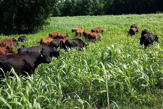 Walking with the Herd – Why Africa Must Rethink Its Oldest Economy