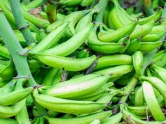 A New Route into SADC for Nigerian Agribusiness