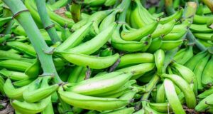 A New Route into SADC for Nigerian Agribusiness