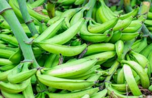 A New Route into SADC for Nigerian Agribusiness