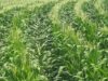Botswana Modernises Its Game-Farming Sector for a New Economic Era