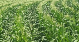 Botswana Modernises Its Game-Farming Sector for a New Economic Era