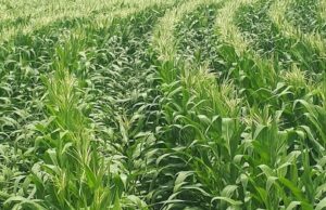 Botswana Modernises Its Game-Farming Sector for a New Economic Era