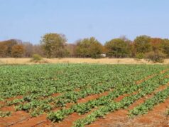 Botswana Pushes Land Planning Beyond the Cities